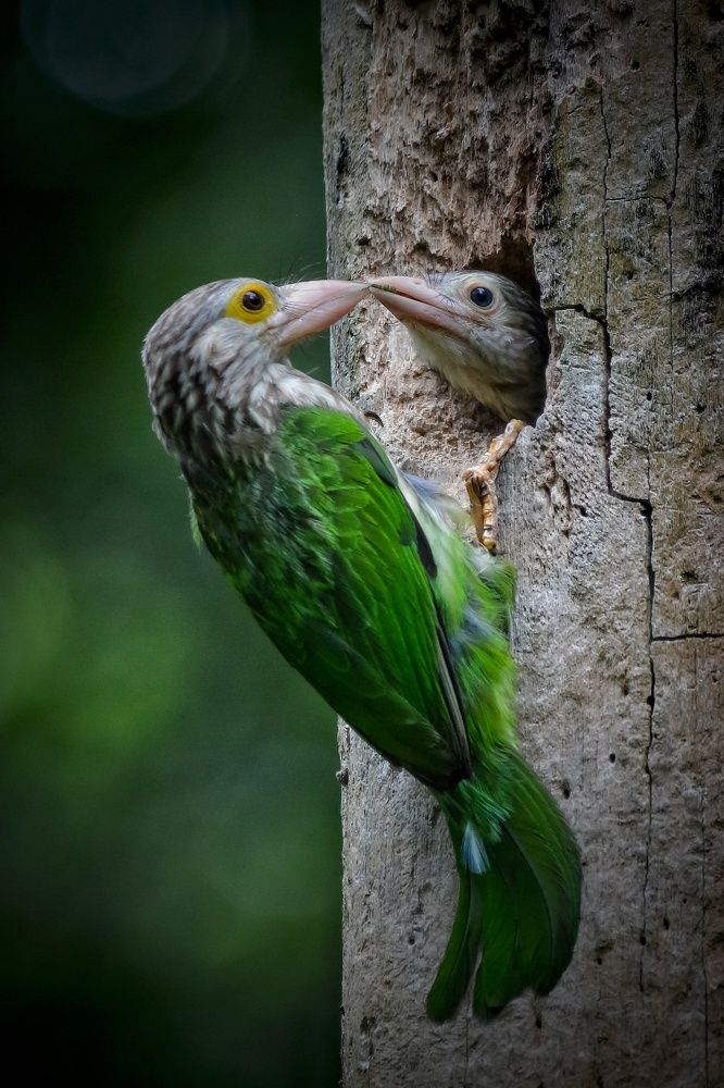 Фотография автора Harish Debbarma