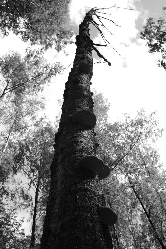 Лестница...в небо...!)