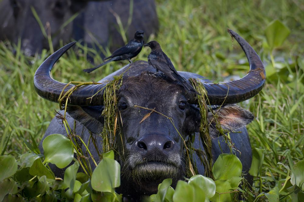 Photograph by Shahed Ahmed