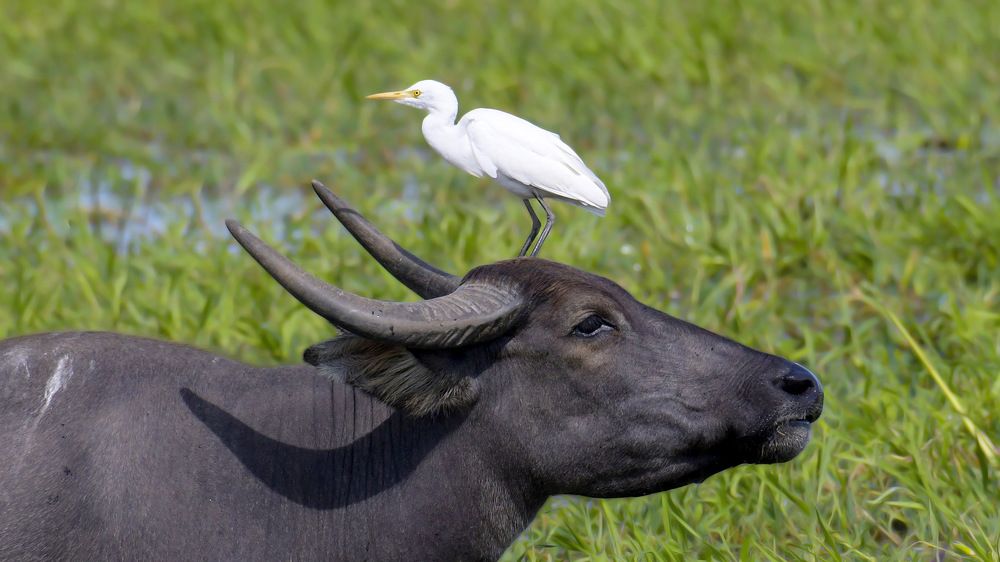 Photograph by Shahed Ahmed