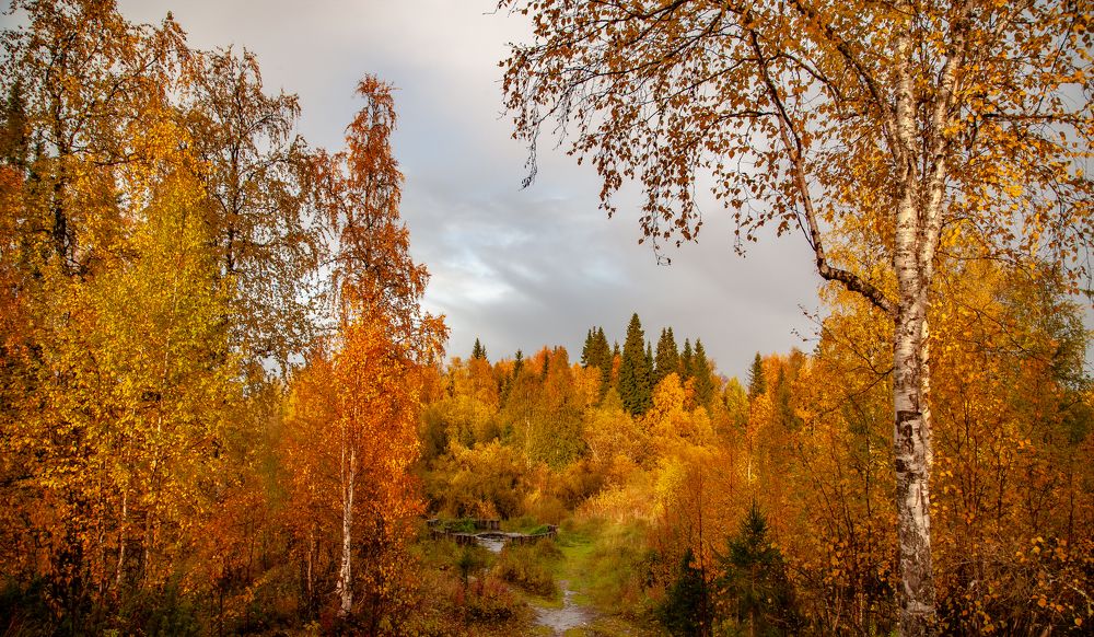 Красивые леса!!!Золотая осень !!!