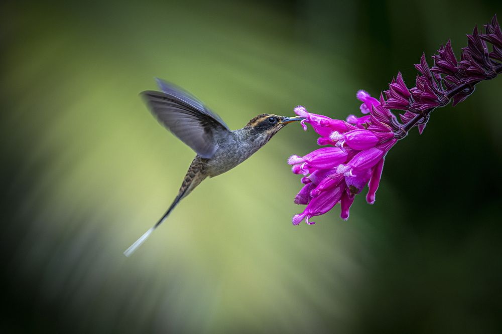 Photograph by André Inidio