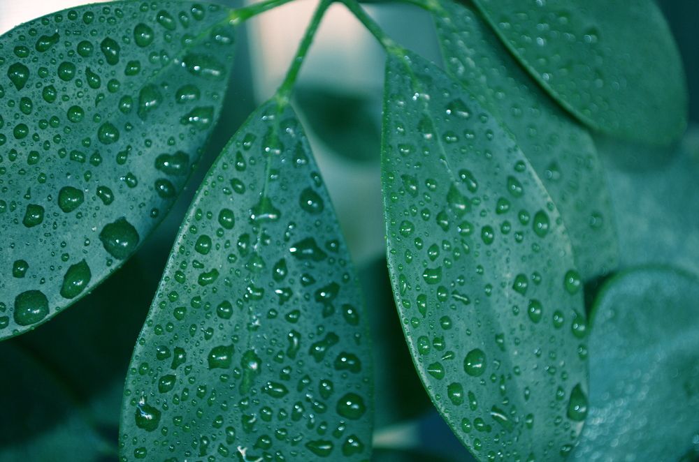 Photograph by Suzana Cakciri