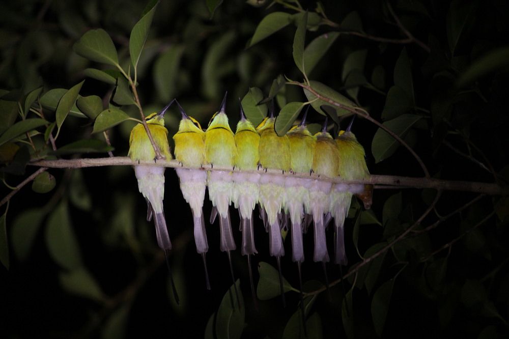 Bee-eater family @Sleeping mode