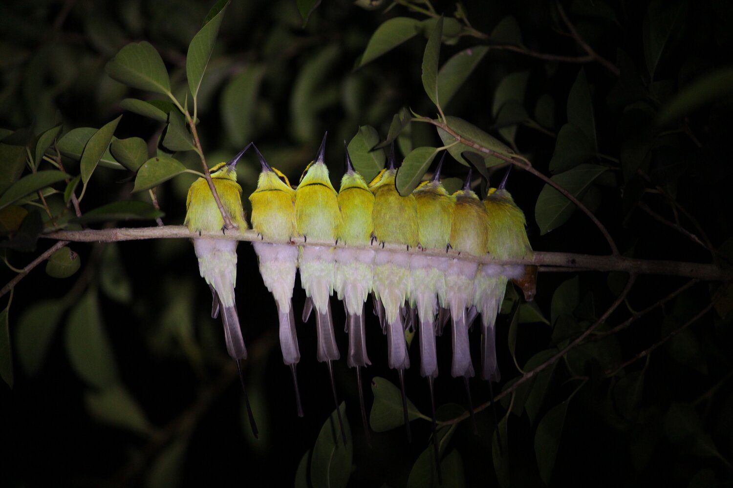 Bee-eater family @Sleeping mode