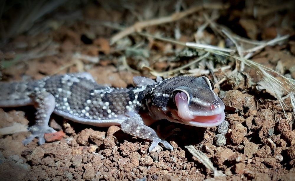 Termite hill gecko