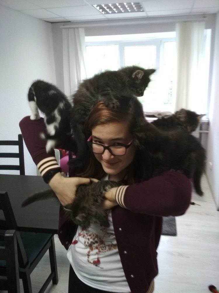 Букет котов