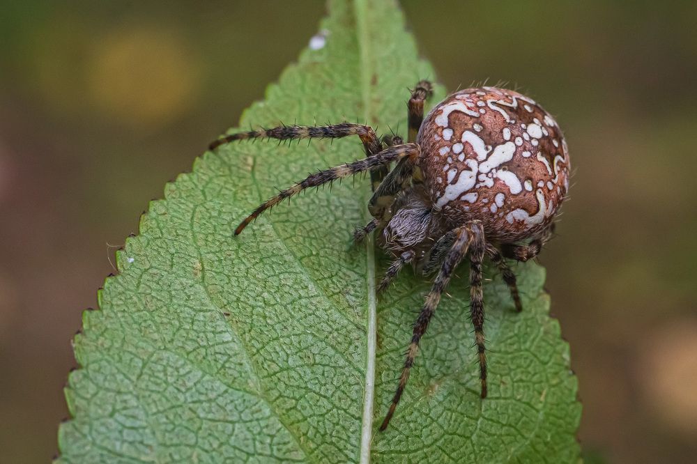 Фотография автора Николай Бологов