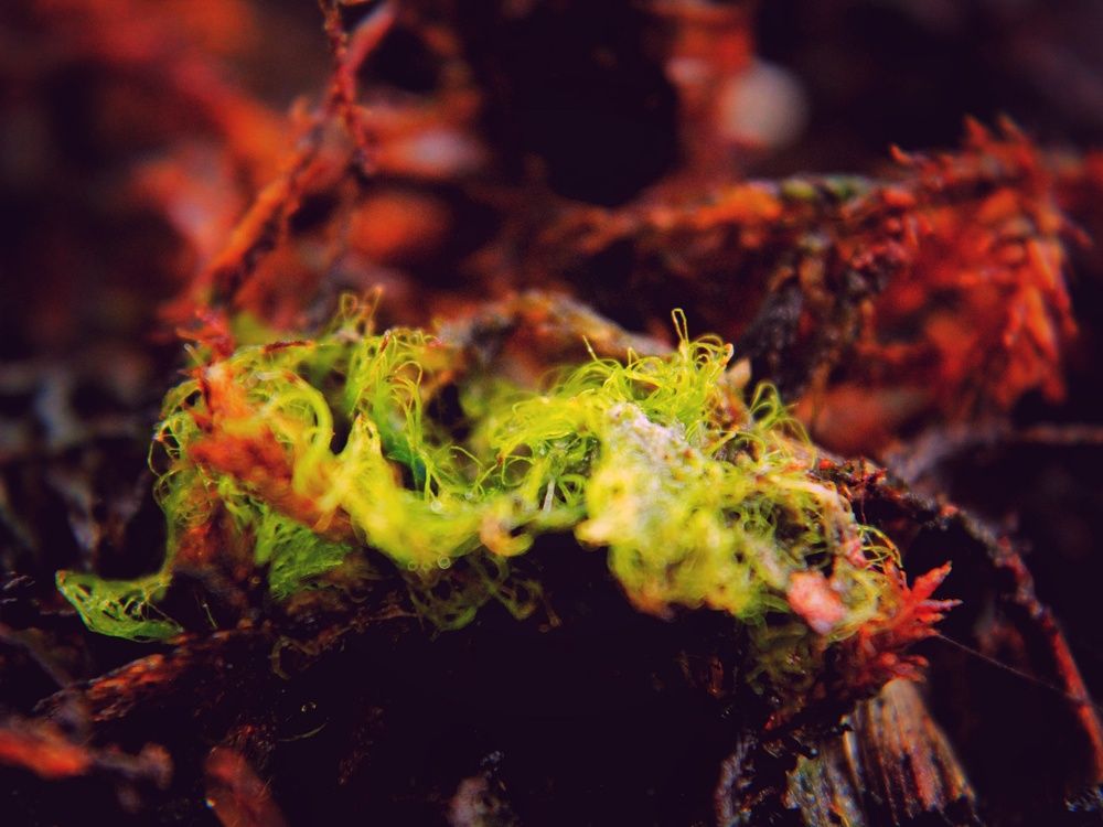 Moss