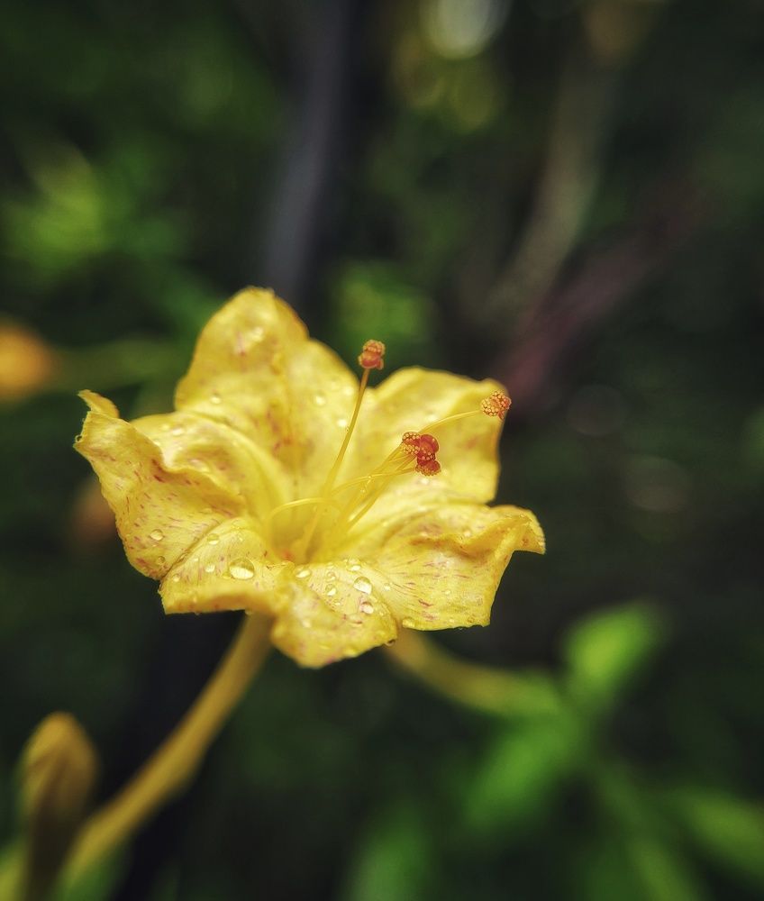 Фотография автора Pavitra Shettigar