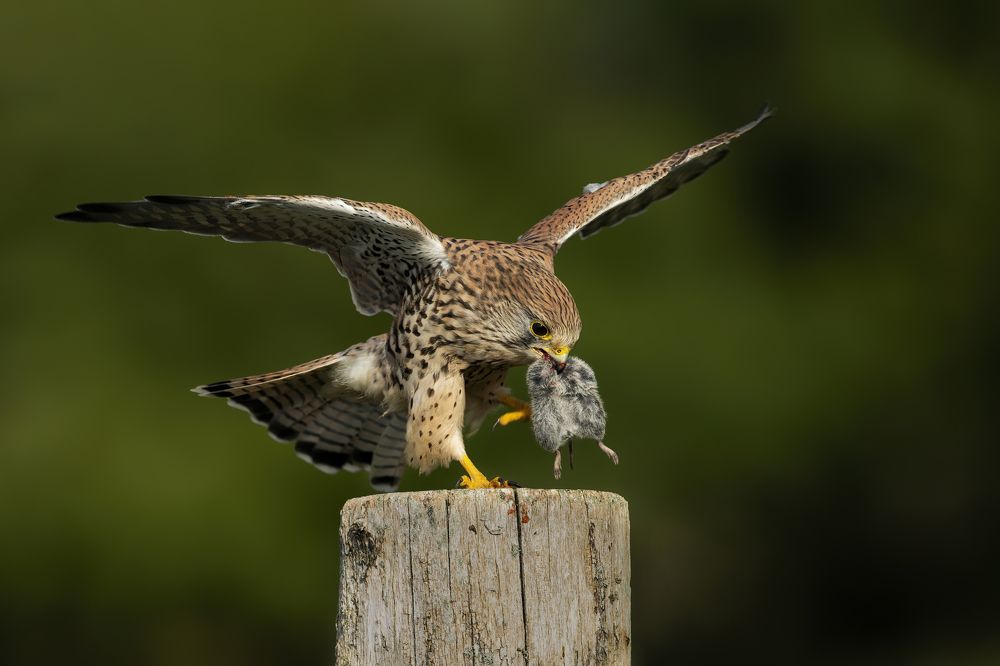 Photograph by Ernestas Balcikonis