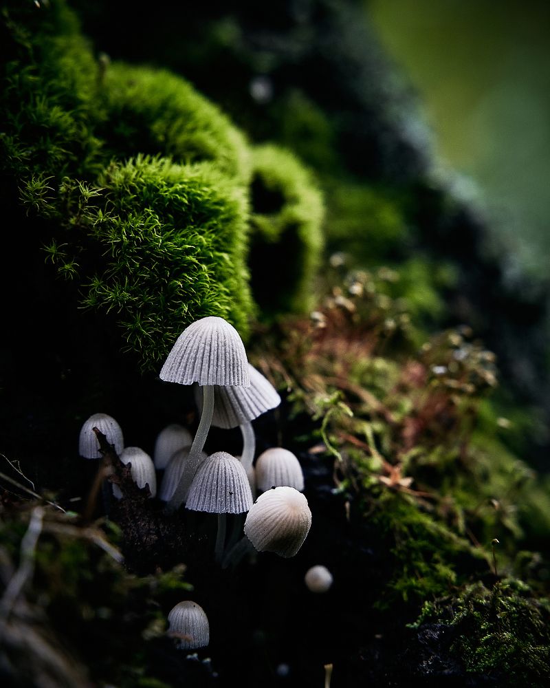 Фотография автора Александр Османов