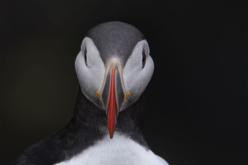 Photograph by Ernestas Balcikonis