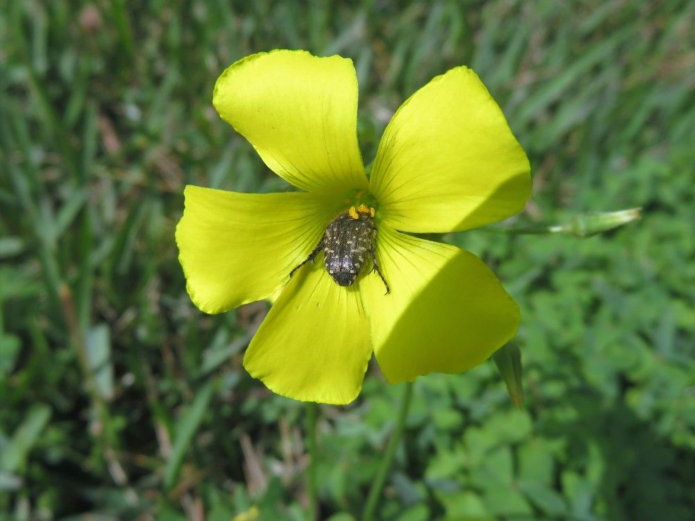 Insect on a flower