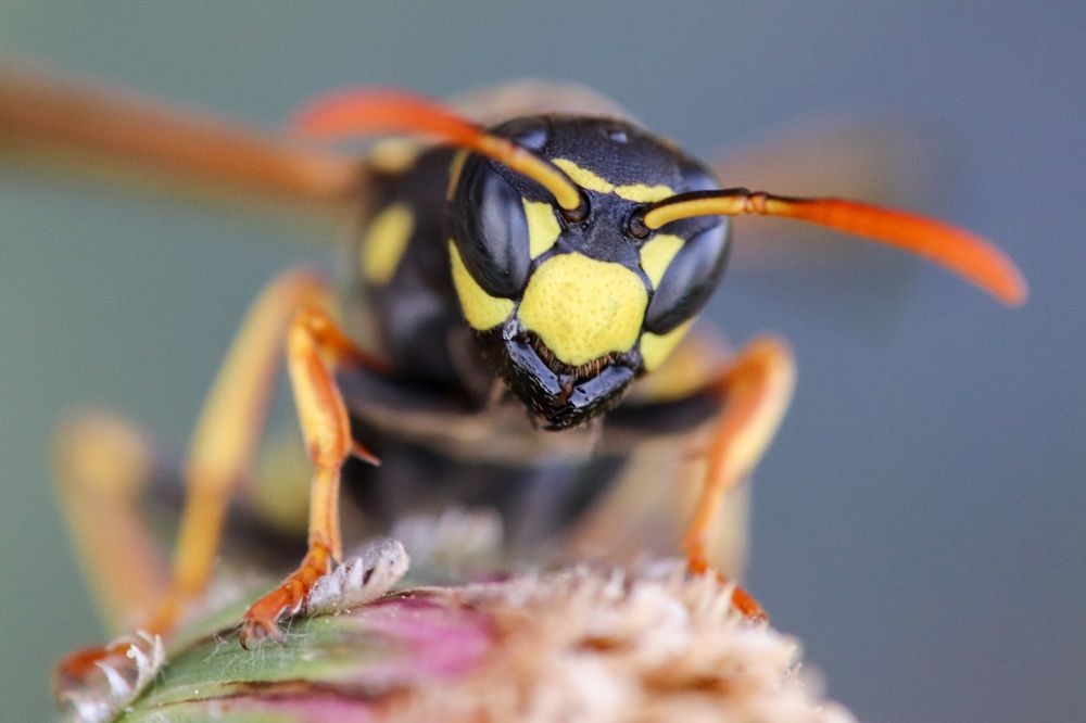 Wasp