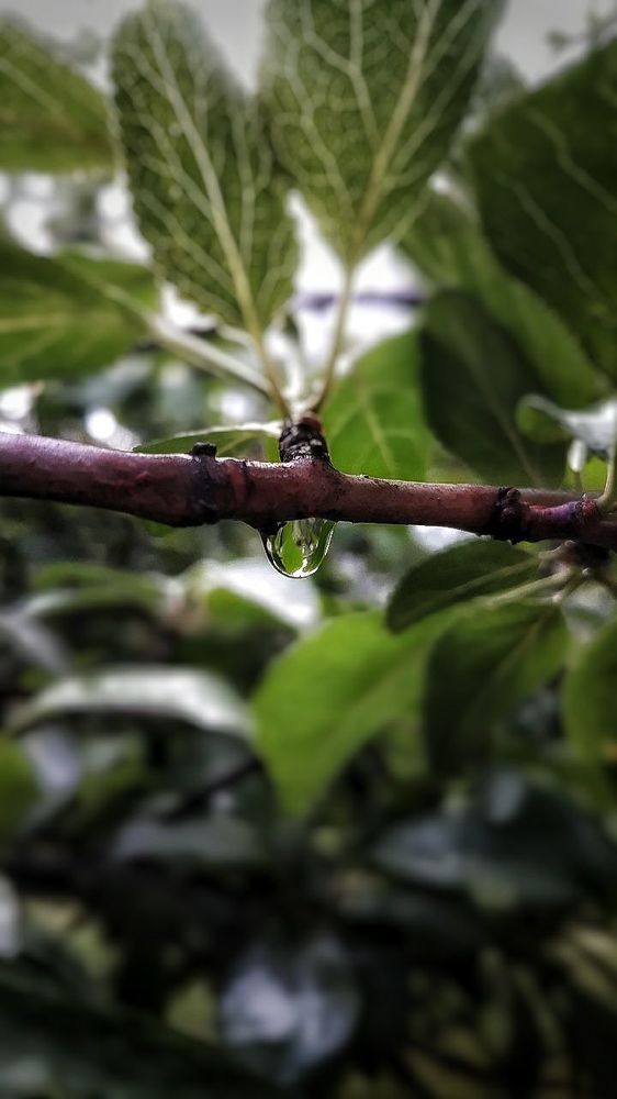 Photograph by Зульфия Точиева