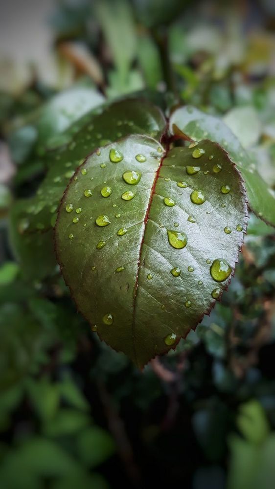 Photograph by Зульфия Точиева