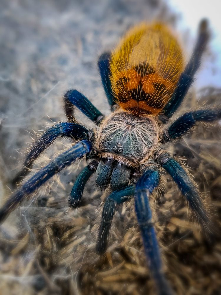 Tarantula Azul