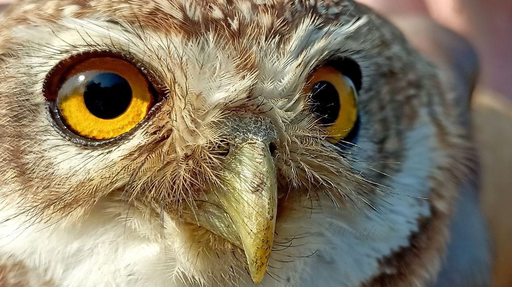 Photograph by bivash Choukidar