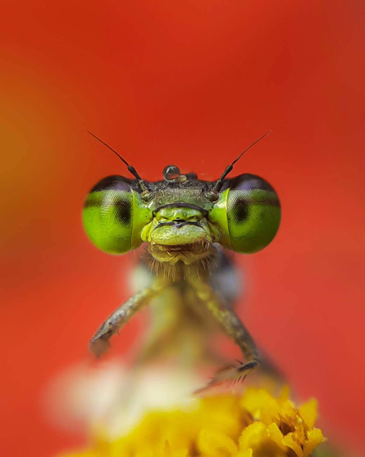 Damselfly