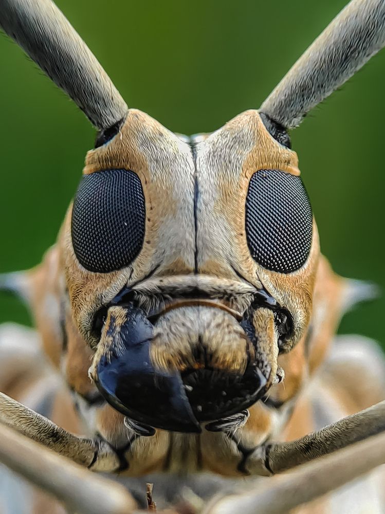 Photograph by Sumanth Varma skmacrographer