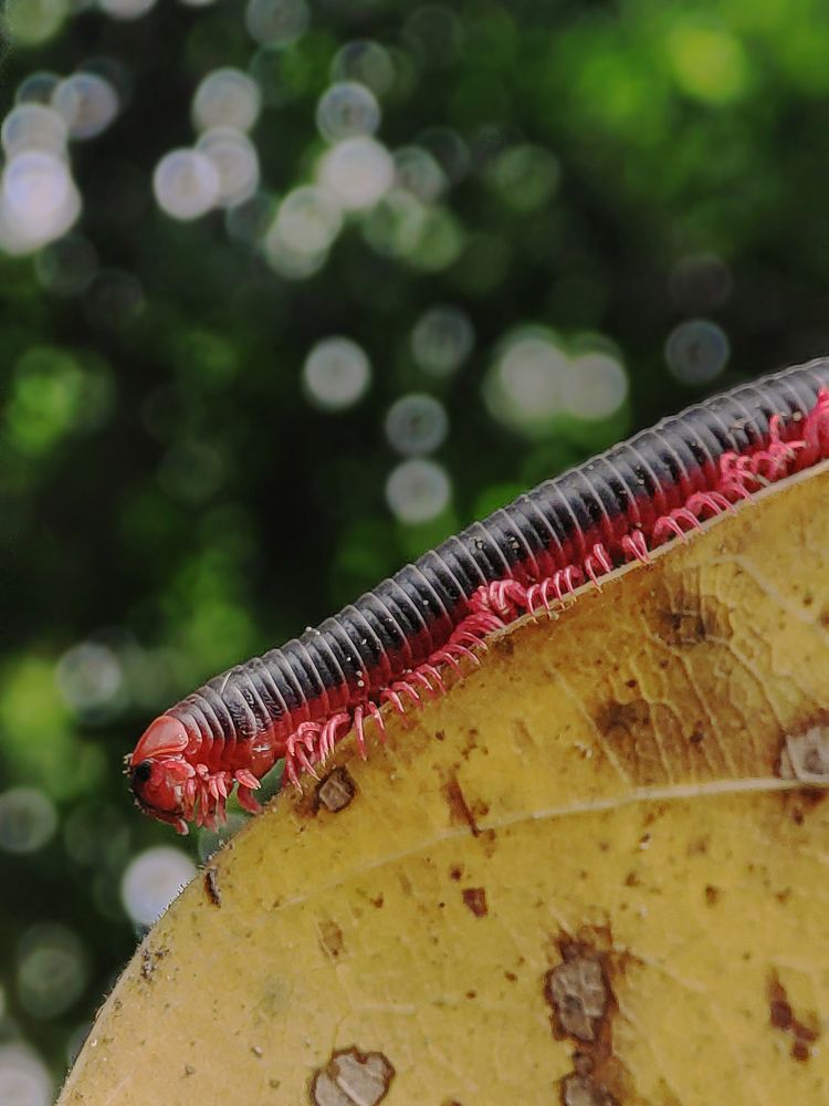 Photograph by Sumanth Varma skmacrographer