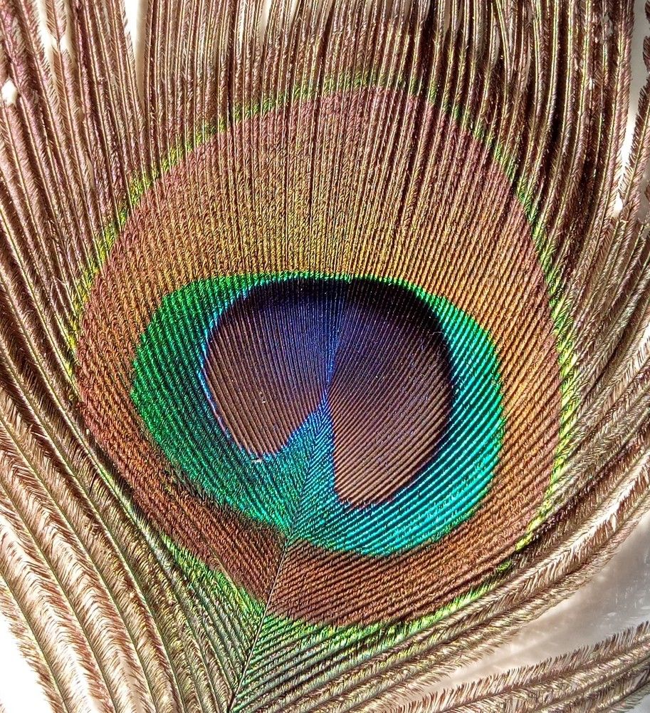 Peacock feather
