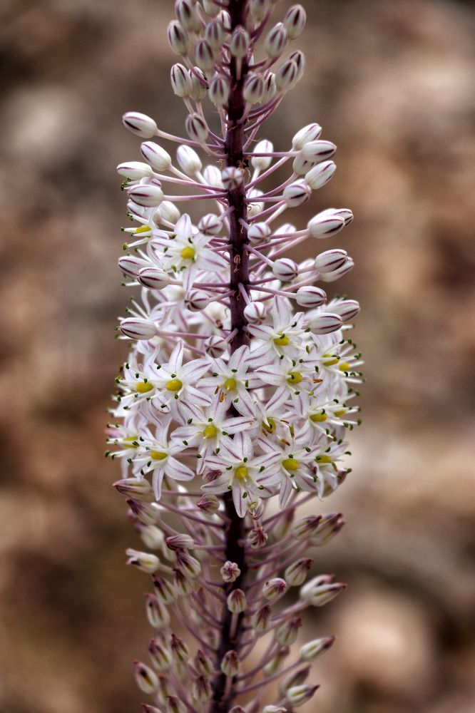 Photograph by Drora Baharal