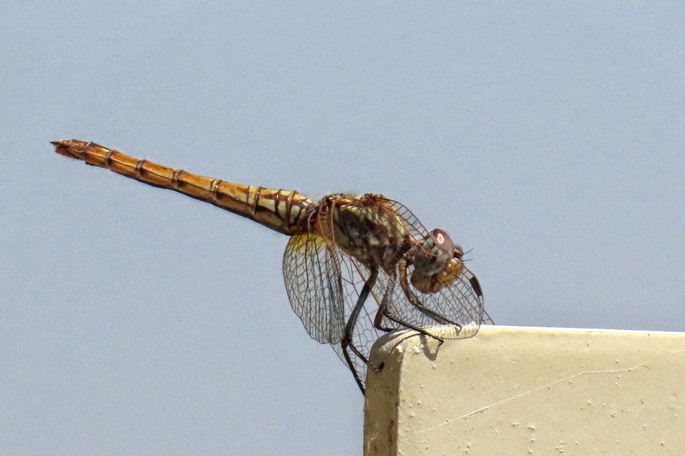 Photograph by Drora Baharal