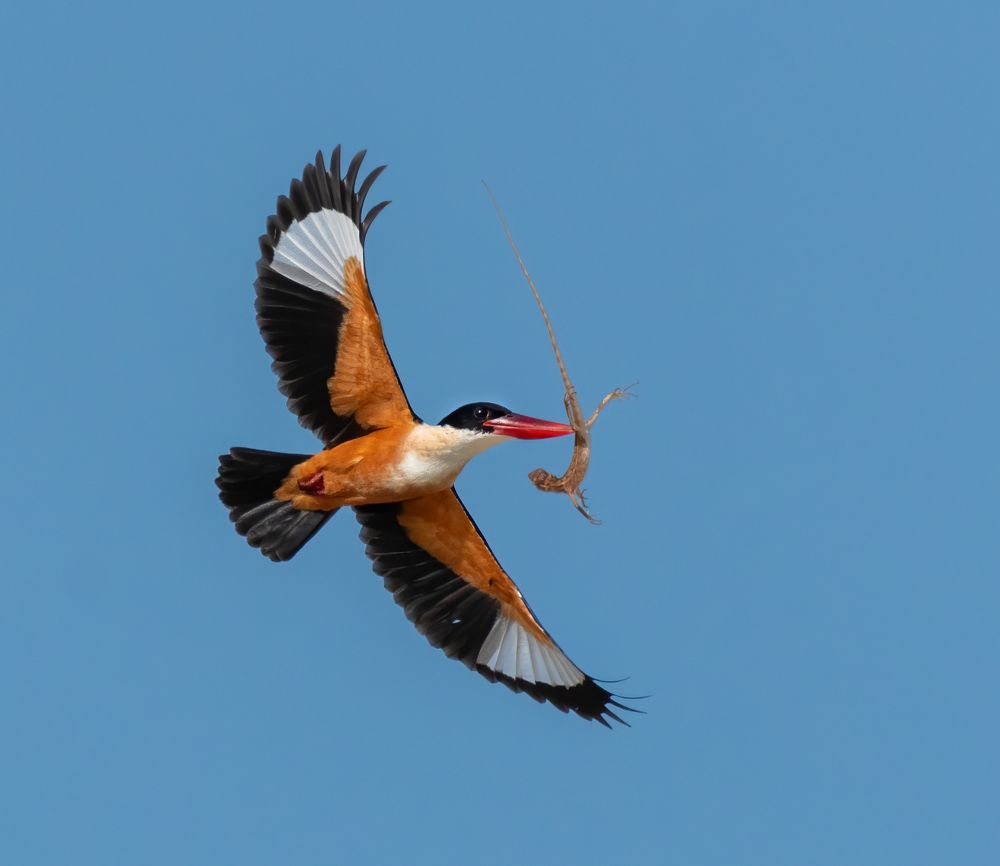 Photograph by sujeesh p sujeesh puthanveettil