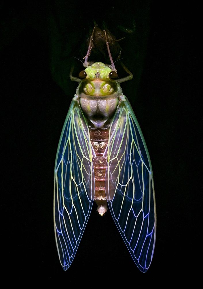 Photograph by Russell Dmello