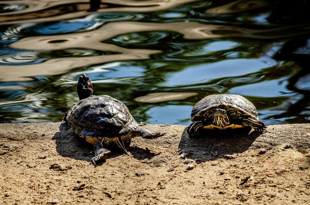 Фотография автора Владимир Брызгунов
