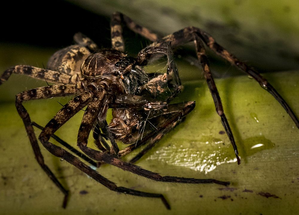 Photograph by Russell Dmello