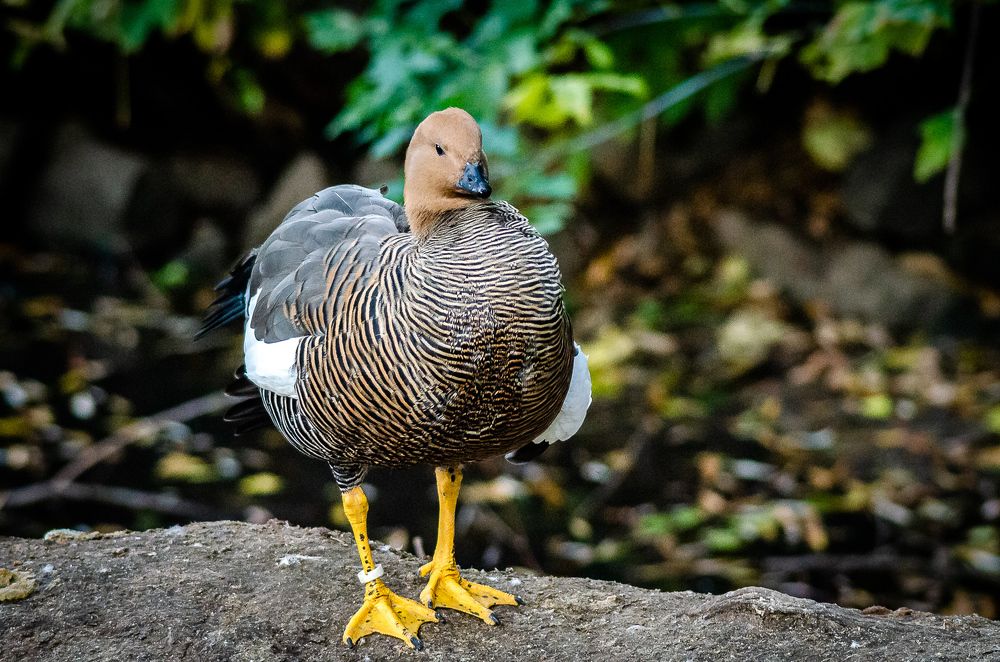 Фотография автора Владимир Брызгунов