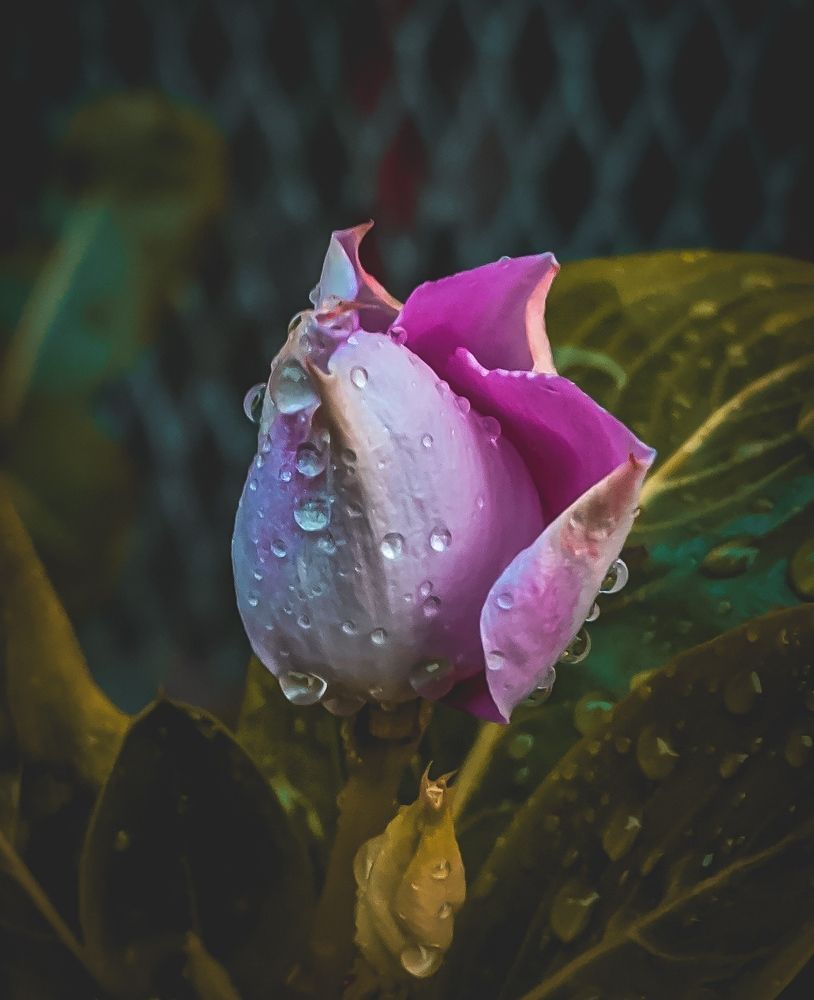 Water drop on Flower