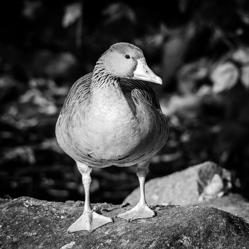 Фотография автора Владимир Брызгунов