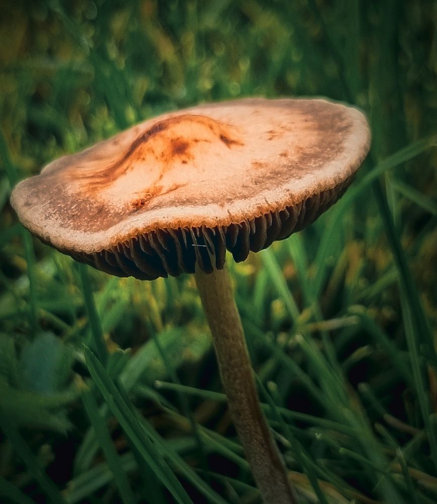 Фотография автора amal ahmed