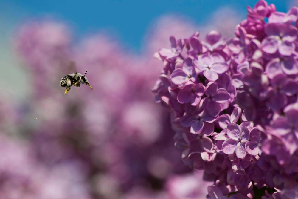 Трудоголик.