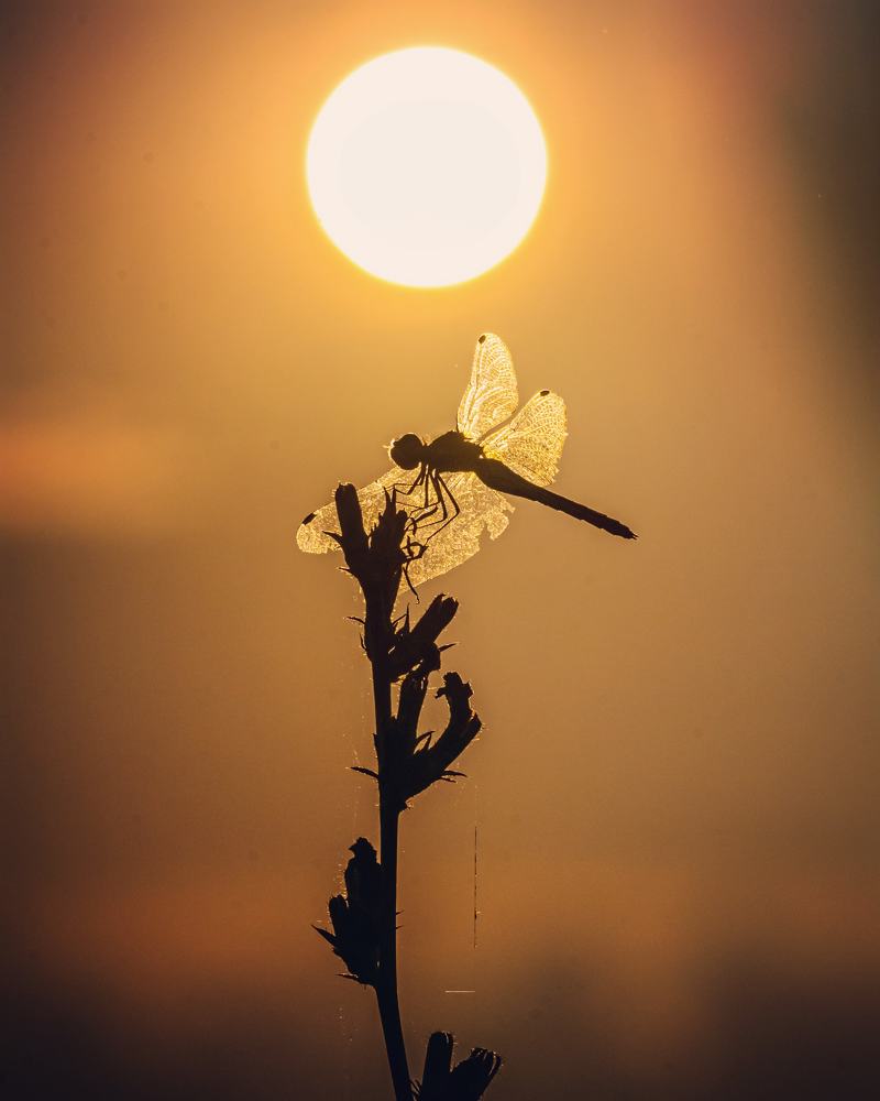 Photograph by Владимир Коновалов