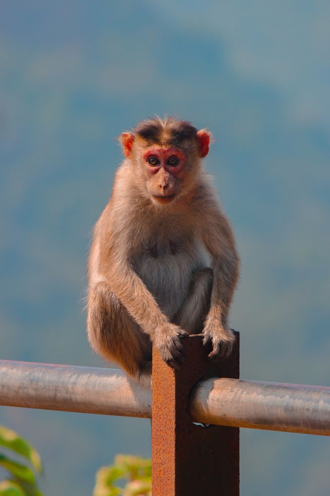 I'm sorry, I'm not a performing monkey.