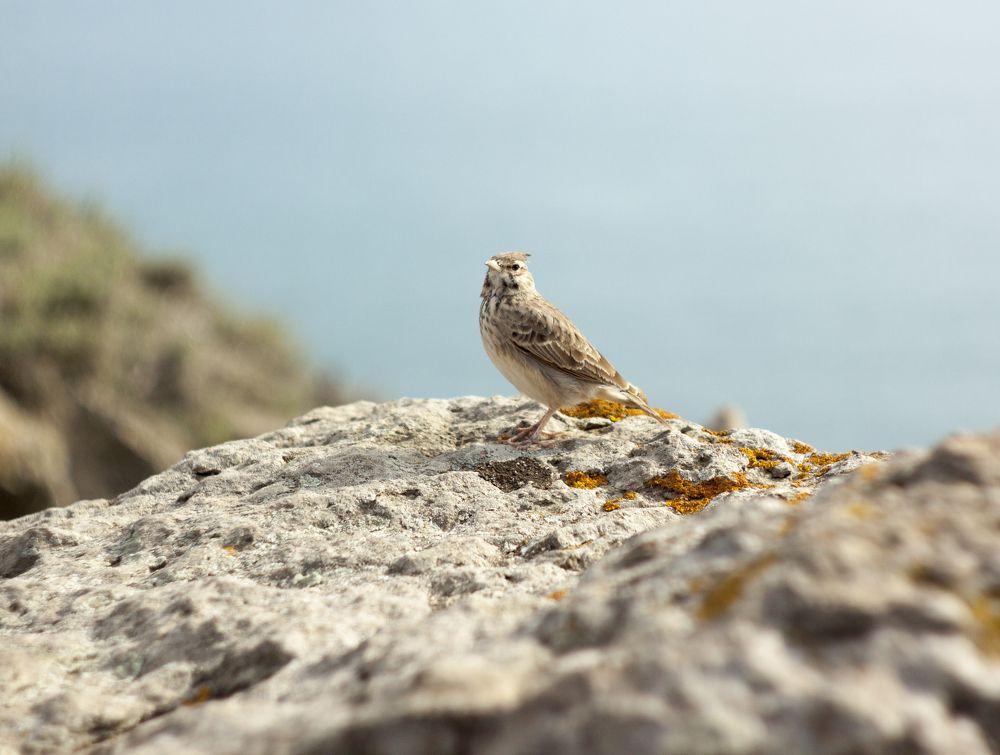 жаворонок у моря
