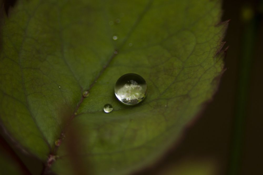 pure dew drop