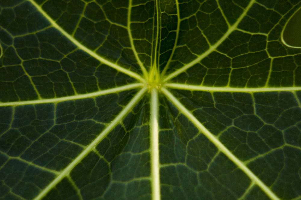 pattern of the nature