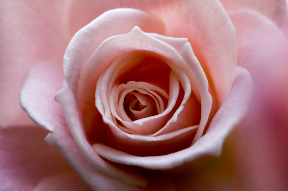 pink rose