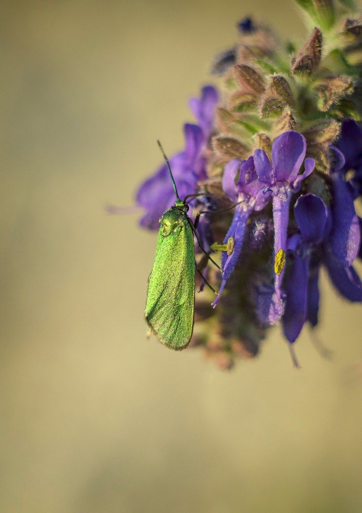 Photograph by Max Samsara