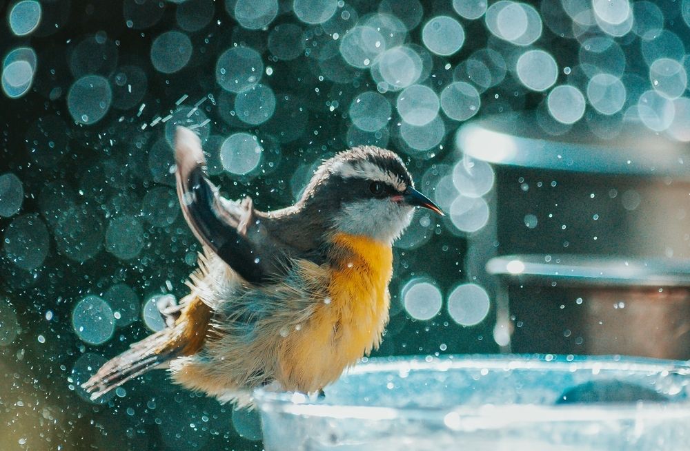 Photograph by Wander Rocha