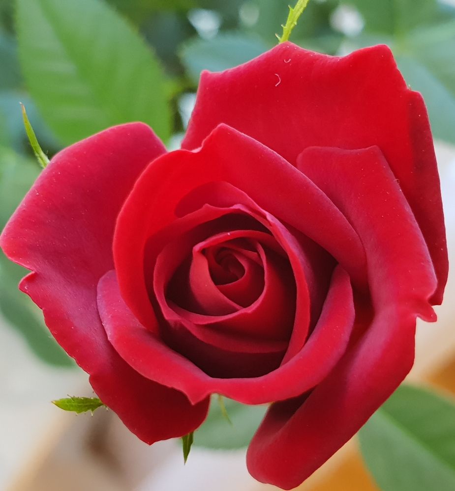 Photograph by Svetlana Toropoviene