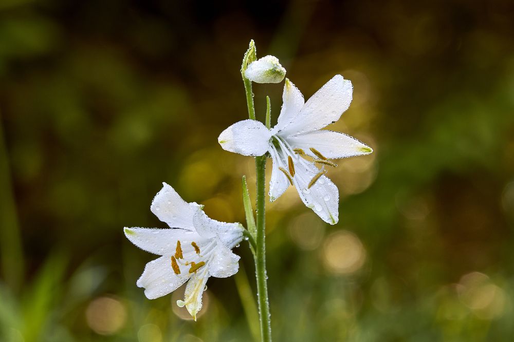 Photograph by SONIA FATTORI