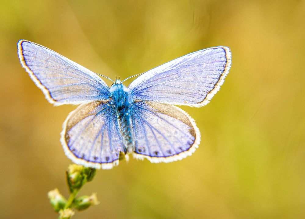 Photograph by Сергей Викулов