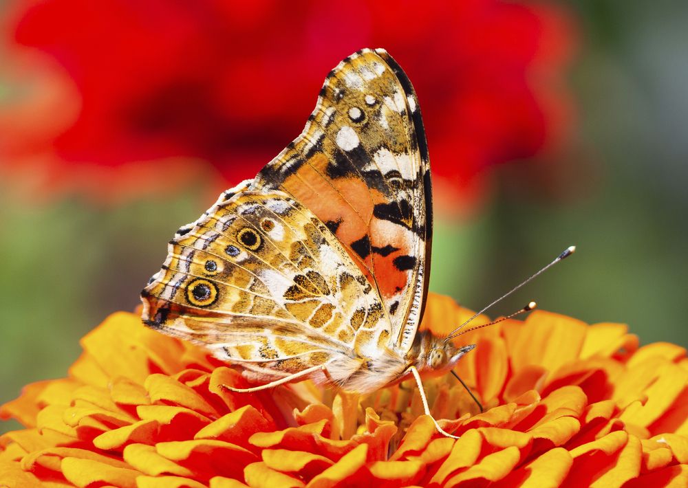 Фотография автора Александр Кротков